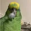 キビタイボウシインコ