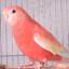 アキクサインコ