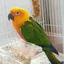 コガネメキシコインコ
