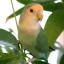 コザクラインコ