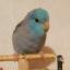 マメルリハインコ