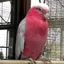 モモイロインコ