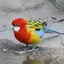 ナナクサインコ