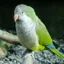 オキナインコ
