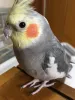 Profile picture for user okame_su