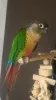 Profile picture for user polini