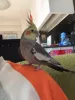 Profile picture for user オカメインコ飼い主