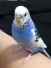 Profile picture for user らいおん