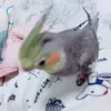 Profile picture for user きょこちまる