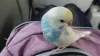 Profile picture for user InkoMaigo rurichan