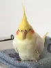 Profile picture for user オカメちゃん
