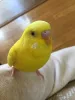 Profile picture for user 群馬県藤岡市下栗須セキセイインコ