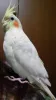 Profile picture for user bird1217w