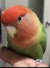 Profile picture for user まかろん
