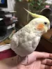 Profile picture for user ゆっこ オカメインコの海を探しています