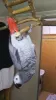 Profile picture for user GreyParrot
