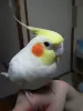 Profile picture for user クウチャン
