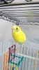 Profile picture for user ぴっぴちゃんぬ