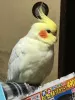 Profile picture for user TOKIKO
