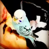 Profile picture for user ぺりももここちゃん