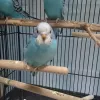 Profile picture for user インコこたろう