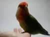 Profile picture for user mimiccho