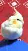Profile picture for user あんPAN
