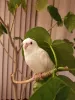Profile picture for user はしこ