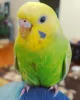 Profile picture for user ココのかあちゃん