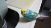 Profile picture for user youkun