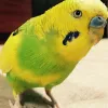 Profile picture for user poo