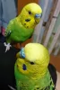 Profile picture for user サカグチ　マサアキ
