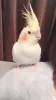 Profile picture for user ぽこちゃん探してます