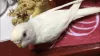 Profile picture for user アルビノ セキセイインコ おもち