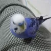 Profile picture for user marupi_k