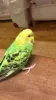 Profile picture for user インコちゃん