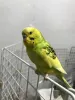 Profile picture for user すりりんご
