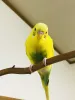 Profile picture for user pitamama