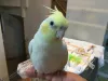 Profile picture for user インコ王