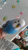 Profile picture for user ちっぴぷっぴ
