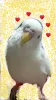 Profile picture for user ポンちゃん