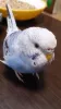 Profile picture for user アニたん