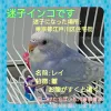 Profile picture for user コリラックマ