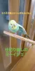 Profile picture for user インコズママ
