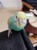 Profile picture for user にかちゃん