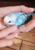 Profile picture for user Finding_bluebird_blue