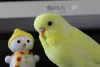 Profile picture for user せんじゅなまこ