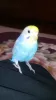 Profile picture for user axlpit
