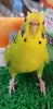 Profile picture for user 天ぷら