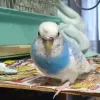 Profile picture for user ふわふわ@迷子のセキセイインコ探してます